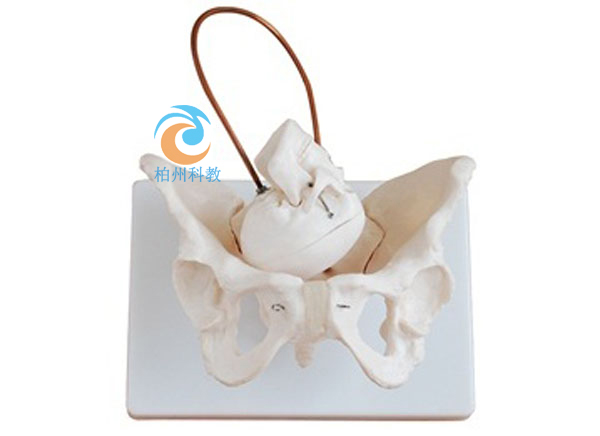 女性盆骨带胎儿头颅骨模型