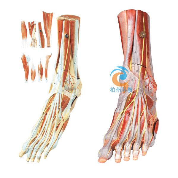 足肌附主要血管神经模型