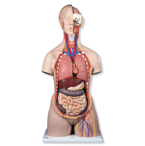 豪华型两性躯干模型(后背开放)28部分-德国3B